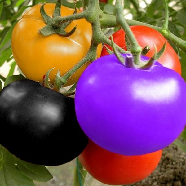 Rainbow Tomato Seeds (100 Seeds)