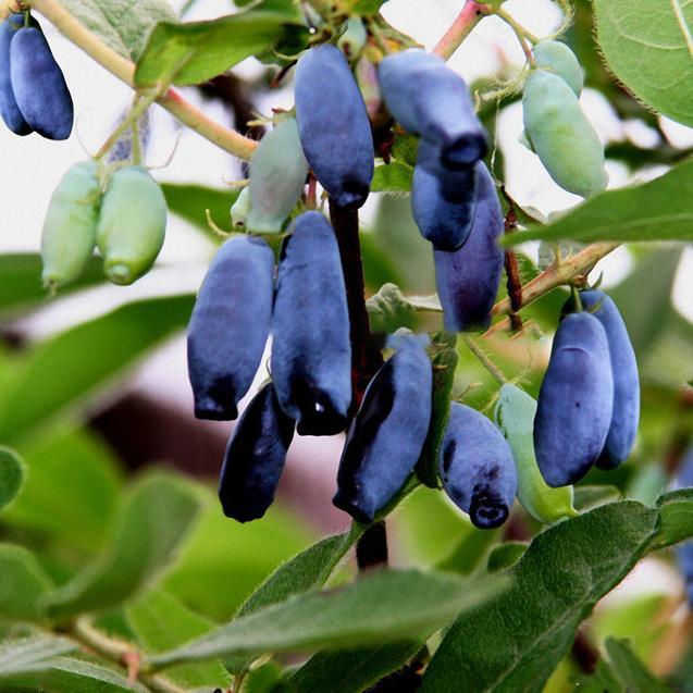 Egrow 50Pcs,100Pcs/Pack Lonicera Caerulea Fruit Seeds Home Garden Plants Honeyberry Blueberry Seeds