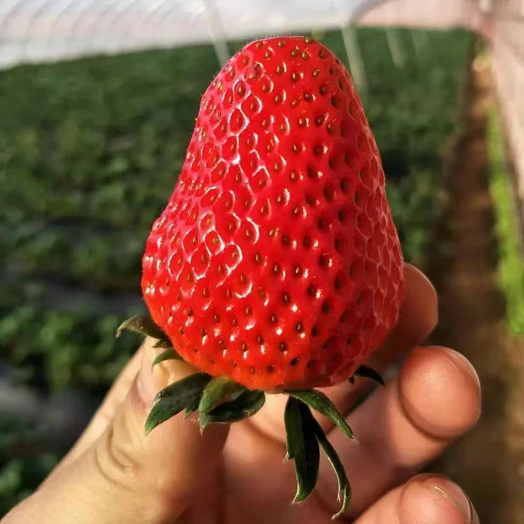 Last Day 70% OFF-  🍓CREAM STRAWBERRY SEEDS- Non-GMO