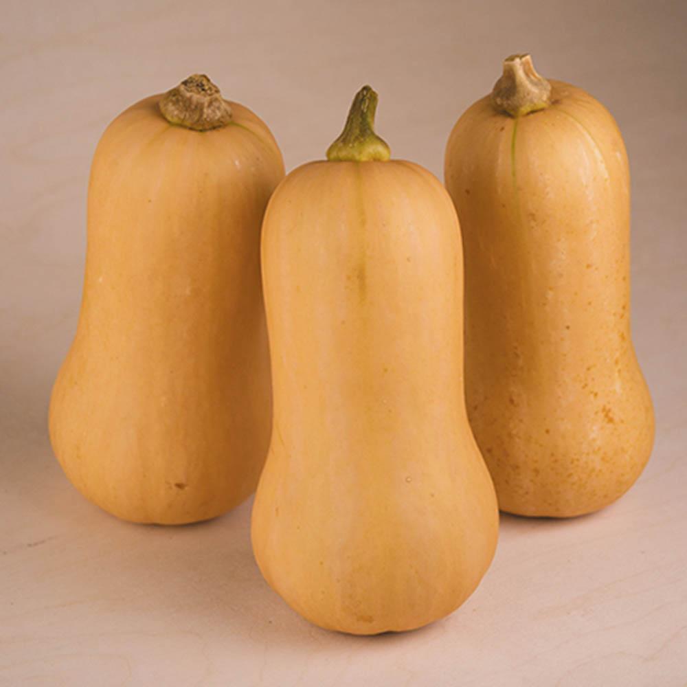 Butternut Squash Organic Seed