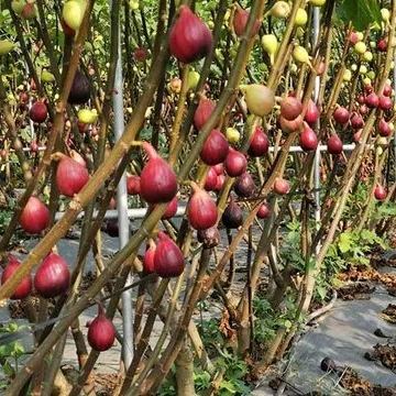 Fig Tree Seeds (Ficus carica), Sweet Fruit Shrub