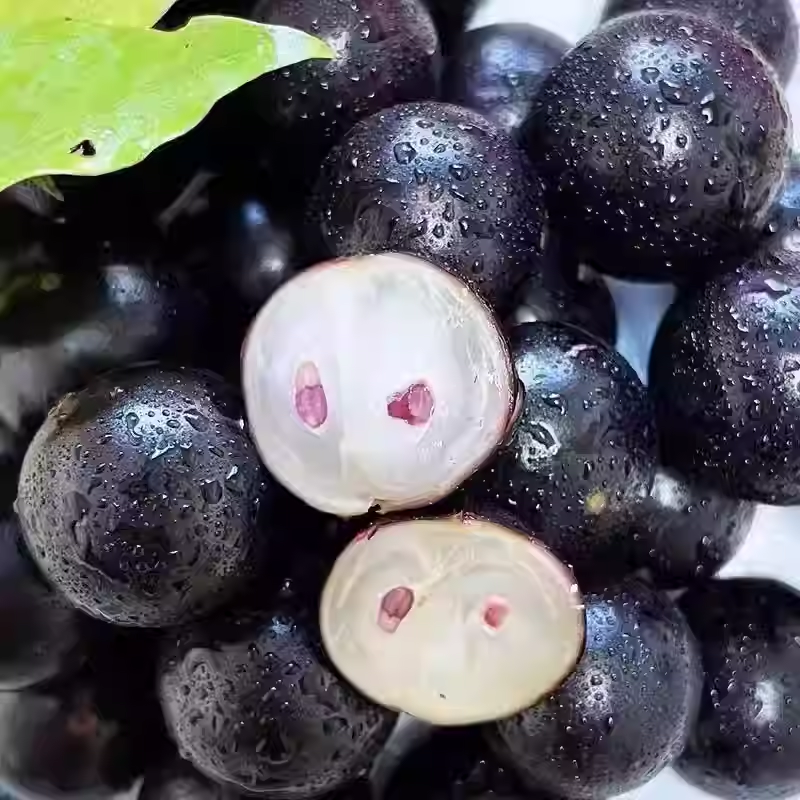 Jabuticaba-Plinia cauliflora-Tree Grape Seeds