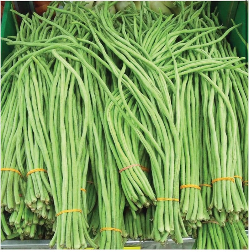 60%  OFF🔥SUPER-LONG GREEN BEAN SEEDS - SUPER YIELD