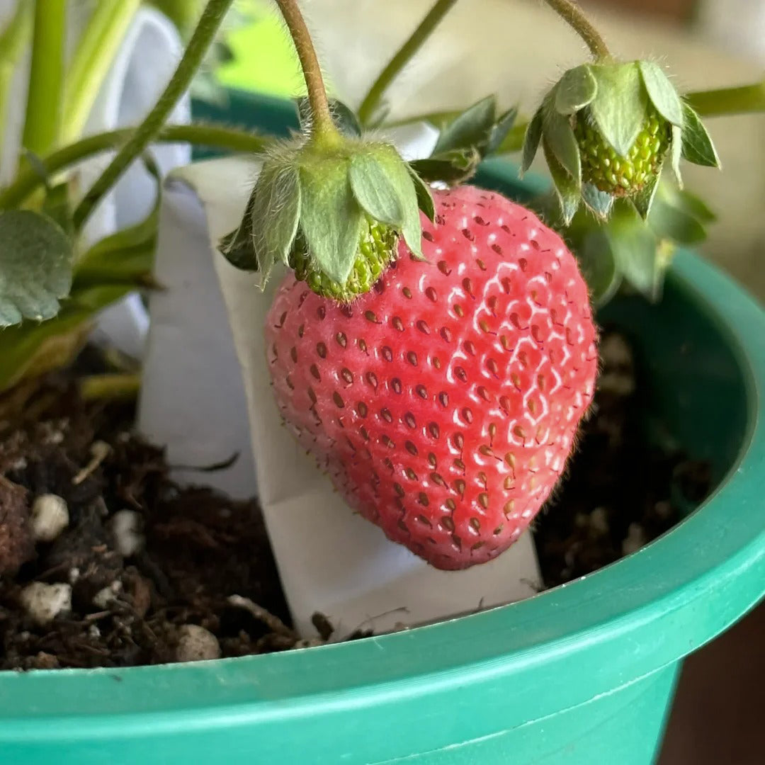 PEACH LAVENDER STRAWBERRY SEEDS (PEACH FLAVOR)