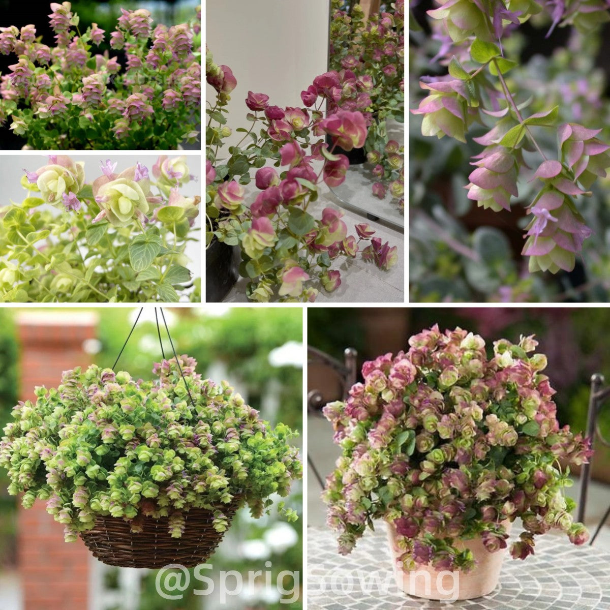 😍Last Day Sale - 60% OFF✨Ornamental Oregano Seeds - 2024 New Variety "Paper Folding Picture"