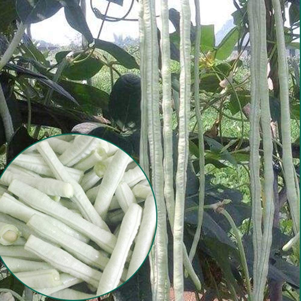 60%  OFF🔥SUPER-LONG GREEN BEAN SEEDS - SUPER YIELD