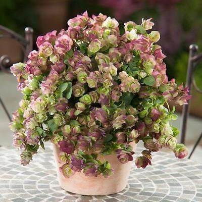 😍Last Day Sale - 60% OFF✨Ornamental Oregano Seeds - 2024 New Variety "Paper Folding Picture"