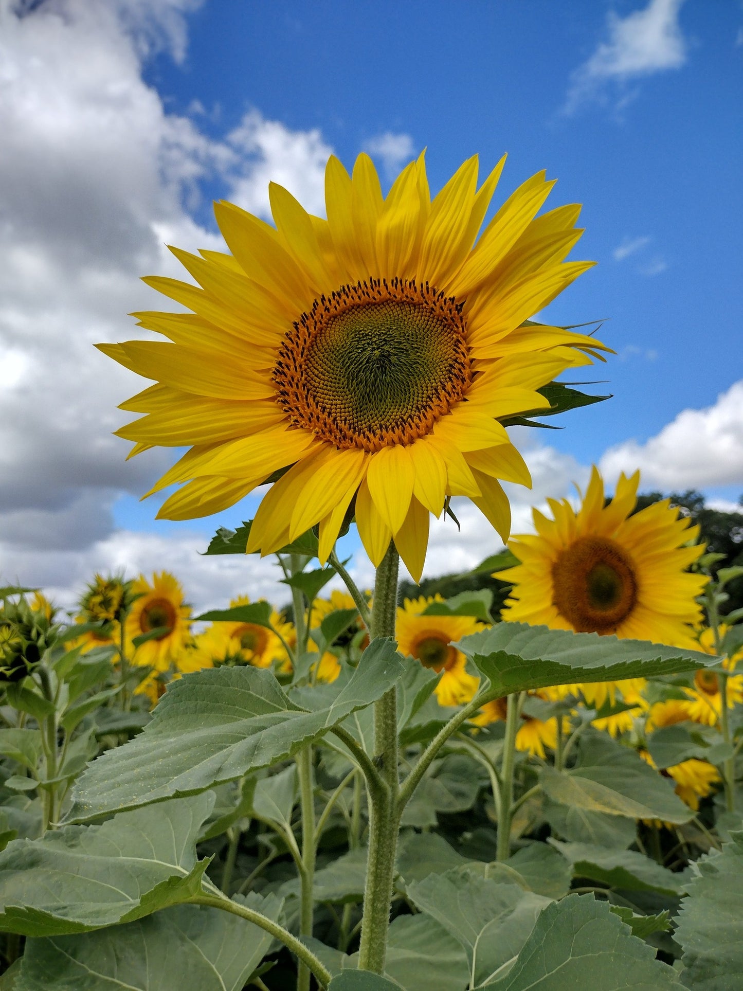 Edible Sunflower Seeds for Planting