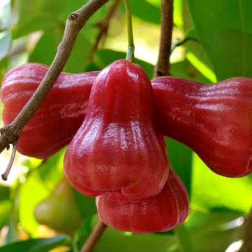 Wax-apple Fruit Seeds🍹100% Germination Rate