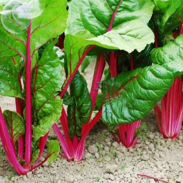 Four seasons large leaf spinach seeds