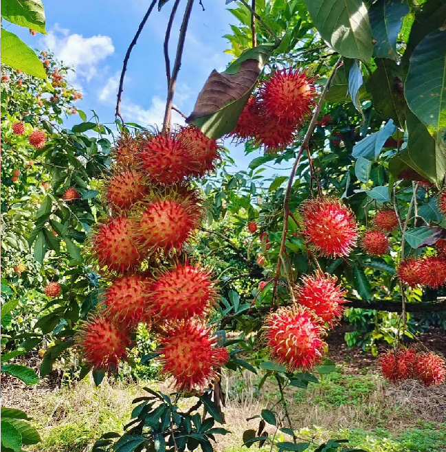 Garden Red Rambutan Fruit Seeds