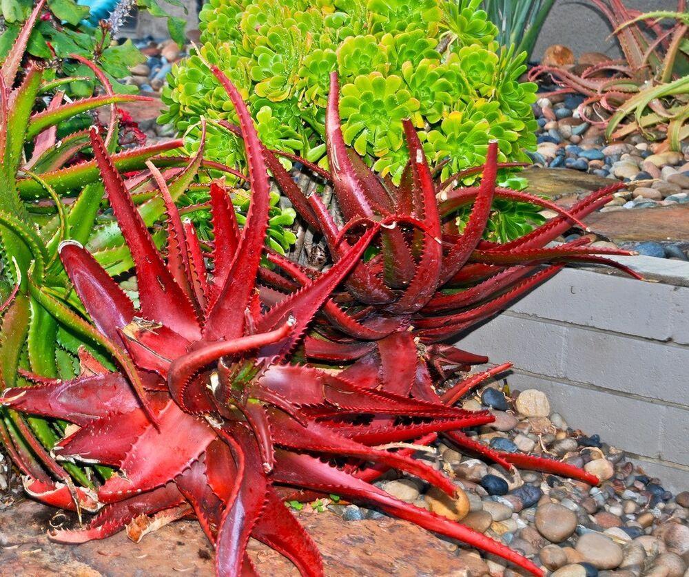 ALOE CAMERONII - Red Aloe Vera