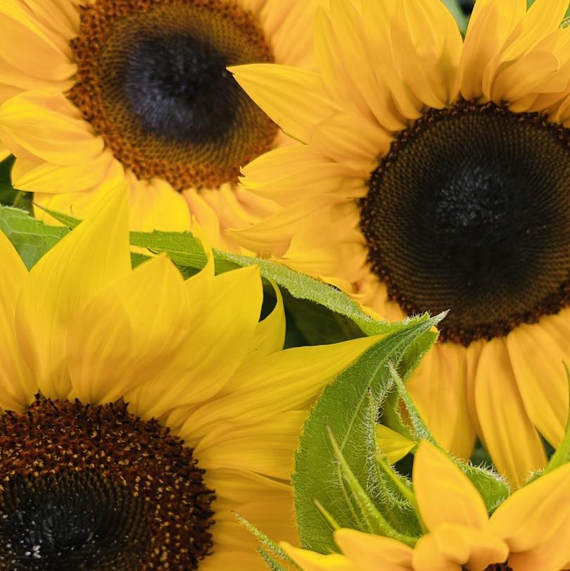 Edible Sunflower Seeds for Planting