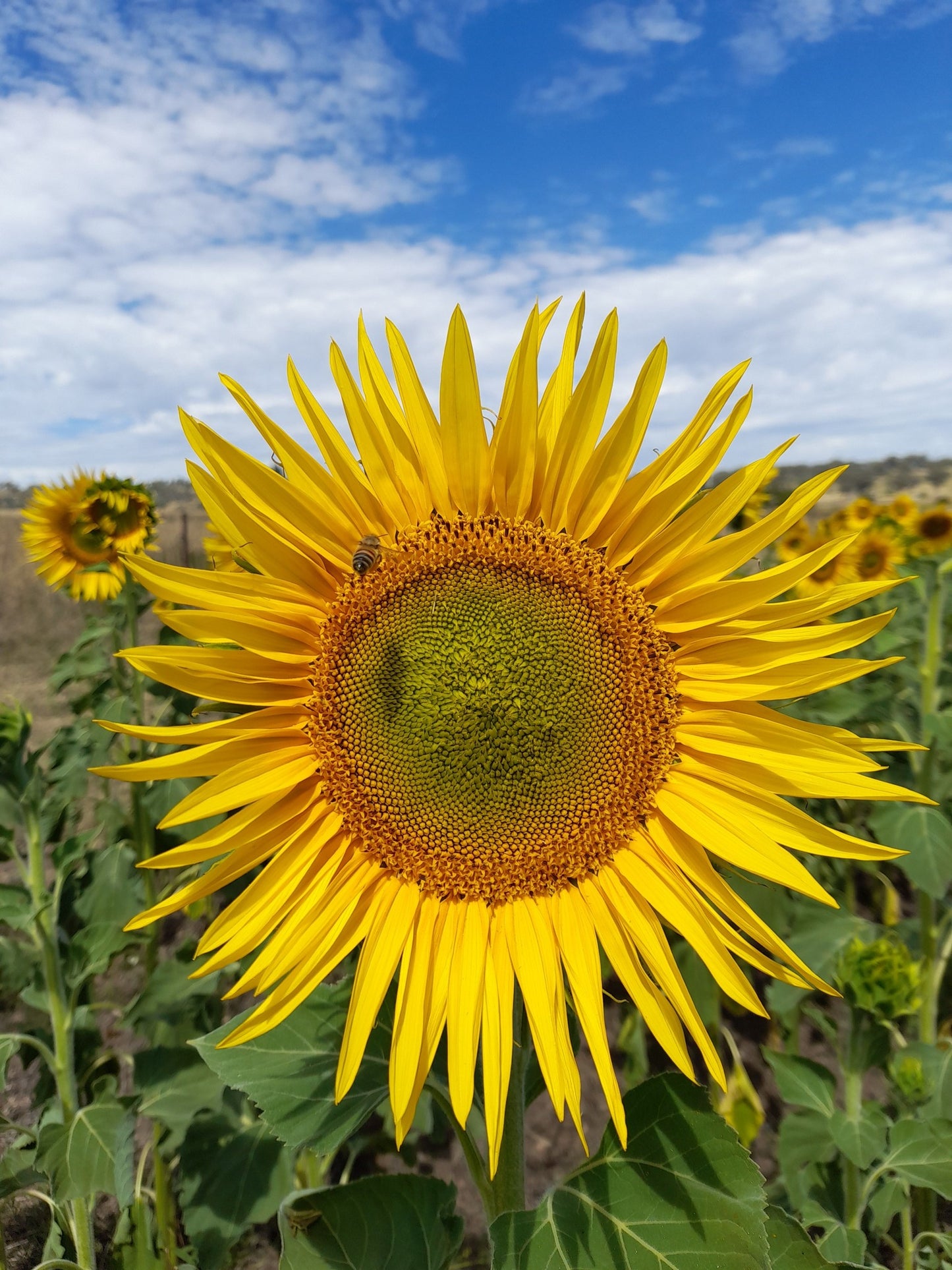 Edible Sunflower Seeds for Planting