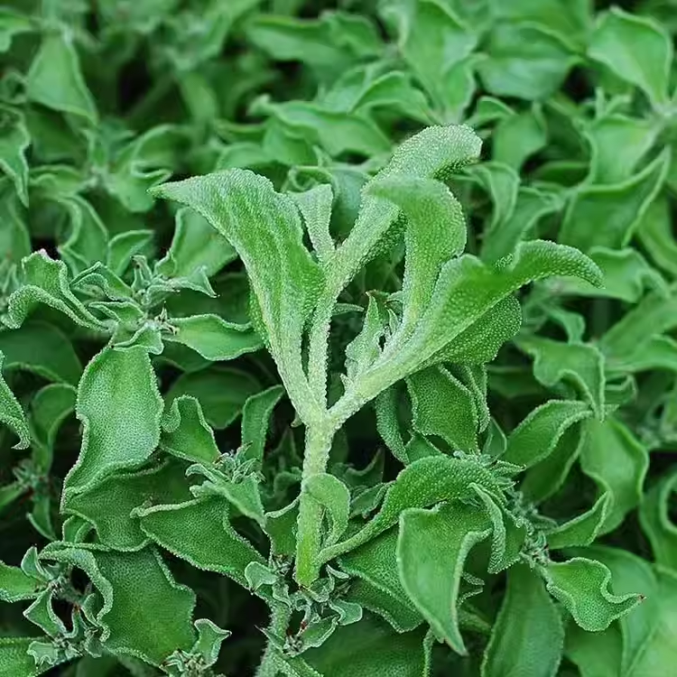 😍Last Day Sale - 60% OFF✨Crystal Ice Plant Seeds