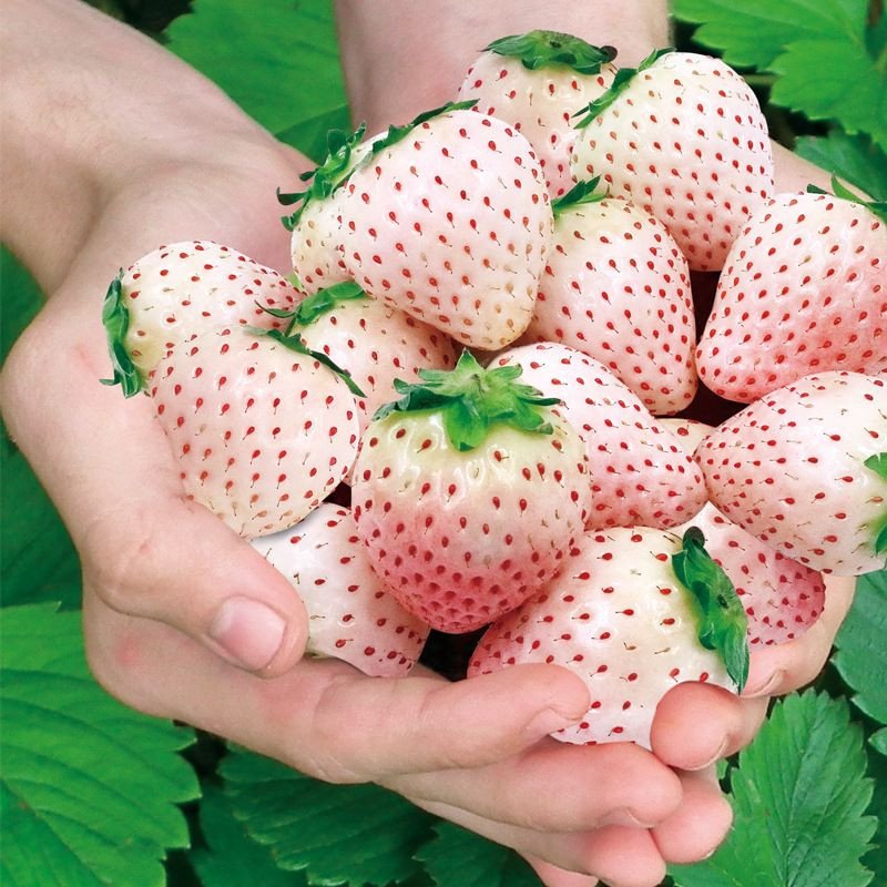 🍓Cream Giant Strawberry Seeds -- Various shapes & Natural juices🥤-Clearance sale