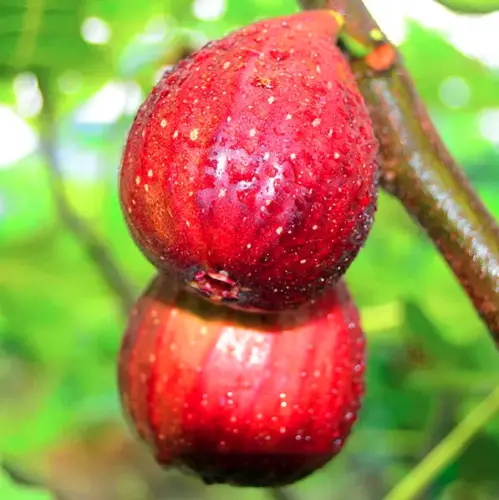 Fig Tree Seeds (Ficus carica), Sweet Fruit Shrub