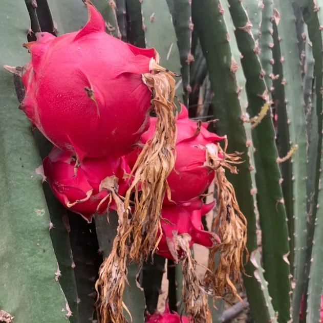 Multi-colored Dragon Fruit Seeds