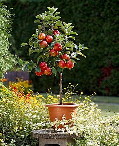 Scarlet Sentinel Columnar Apple Tree Seeds