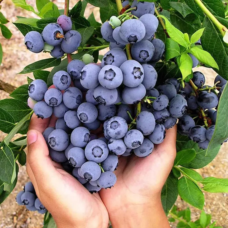 🫐King of Berries🫐 - 🔥Giant Blueberry Fruit Seeds🔥 - Four Seasons Plants