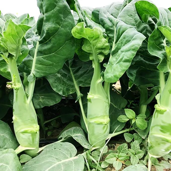 Big chicken leg kale Seeds