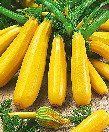 ✨Banana Zucchini - Golden Zucchini🌿Can be planted in all seasons