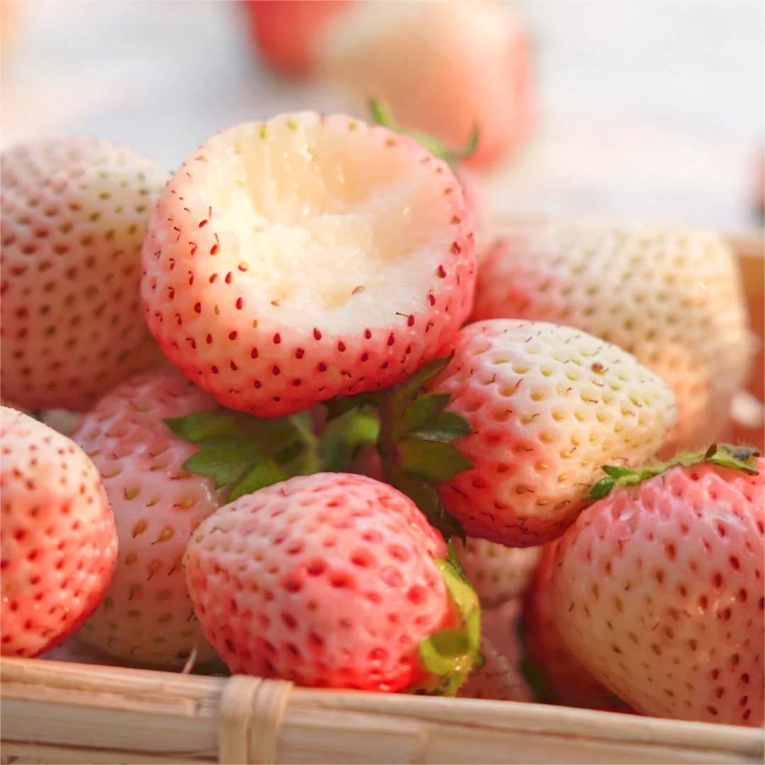 PEACH LAVENDER STRAWBERRY SEEDS (PEACH FLAVOR)