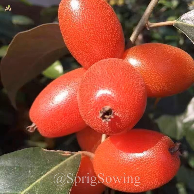 Denseflower Elaeagnus Fruit Seeds