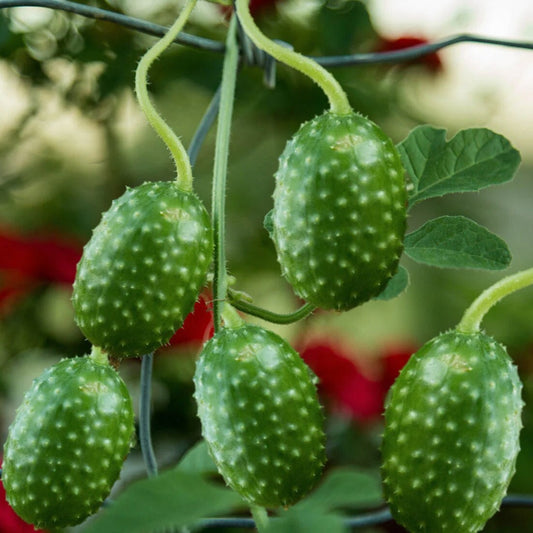 West Indian Gherkin Cucumber Seeds