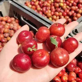 Ruby Calcium Berry Seeds🍒Prunus humilis