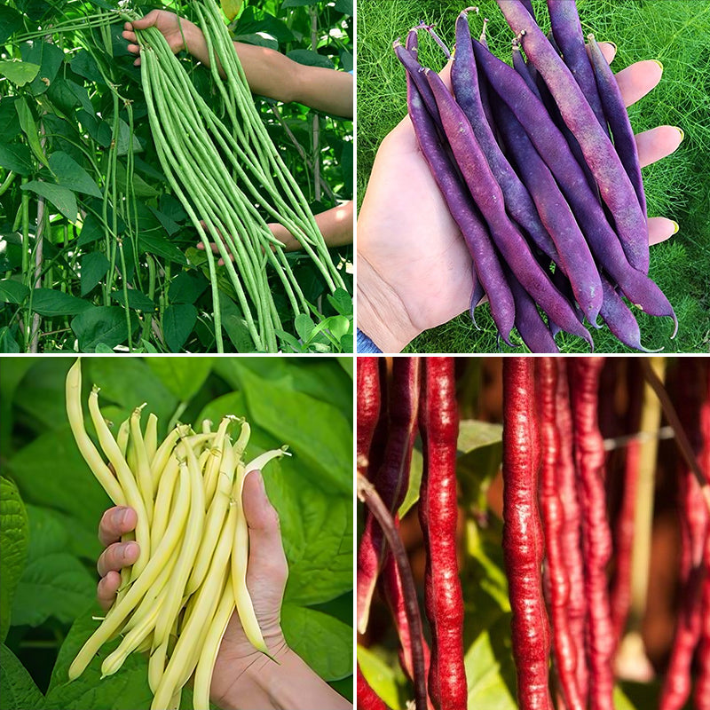 60%  OFF🔥SUPER-LONG GREEN BEAN SEEDS - SUPER YIELD