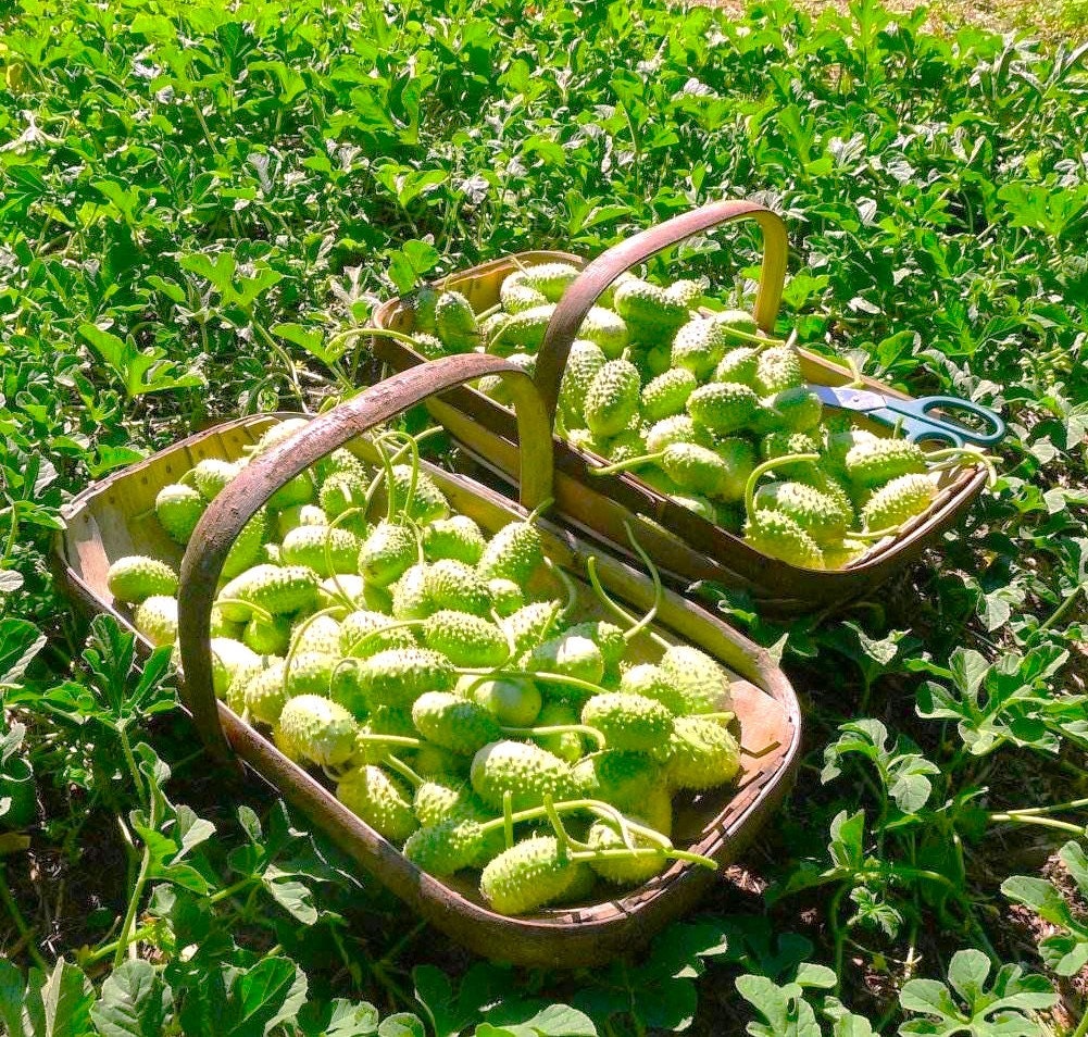 West Indian Gherkin Cucumber Seeds