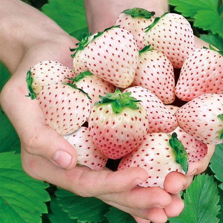 PEACH LAVENDER STRAWBERRY SEEDS (PEACH FLAVOR)