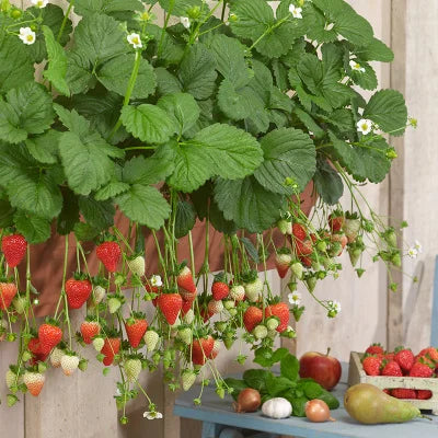 Last Day 70% OFF-  🍓CREAM STRAWBERRY SEEDS- Non-GMO