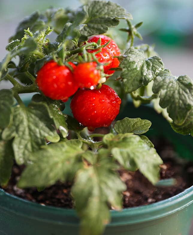 Dwarf Tomatos Seeds