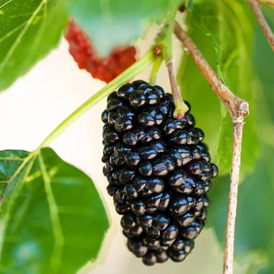 🍇 Persian Black Mulberry Seeds – Year after Year of Sweet, Bountiful Fruit, Plant for Endless Harvests of Deliciousness and Health! 🌱