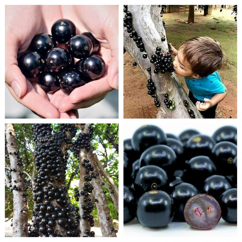 🍇Garbo fruit-Tree Grape Seeds