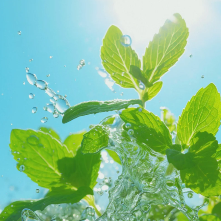 😍Last Day Sale - 60% OFF✨The Latest Ornamental And Edible Mint Varieties