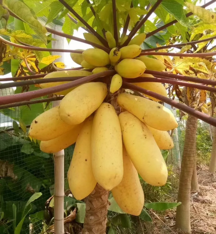 Golden Creamy Papaya Seeds