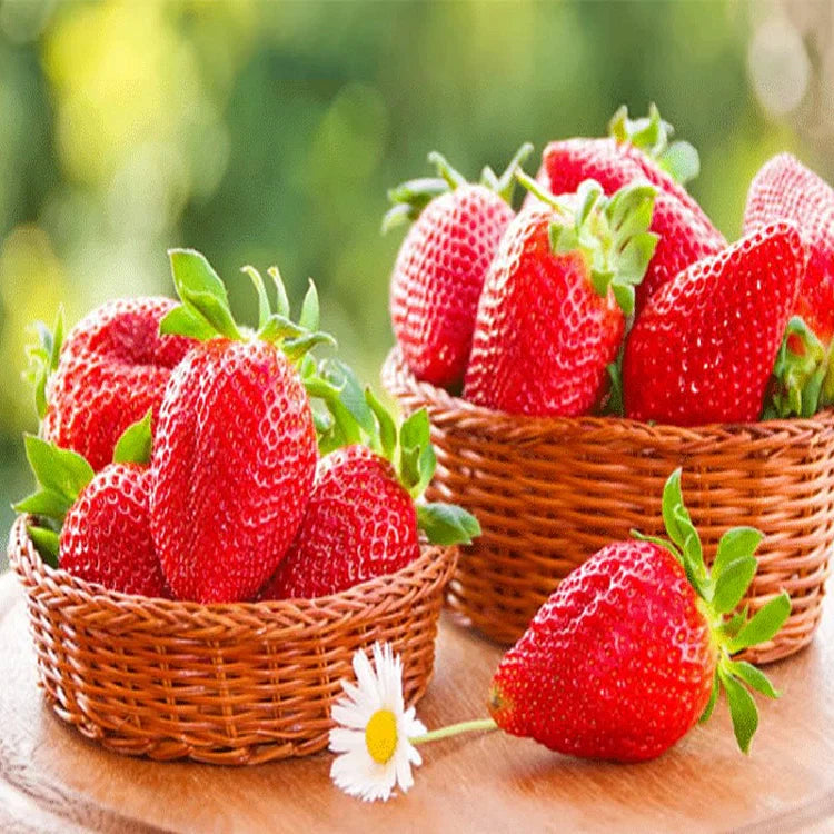 Last Day 70% OFF-  🍓CREAM STRAWBERRY SEEDS- Non-GMO