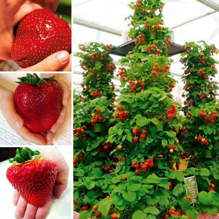 Climbing Strawberry Tree Seeds