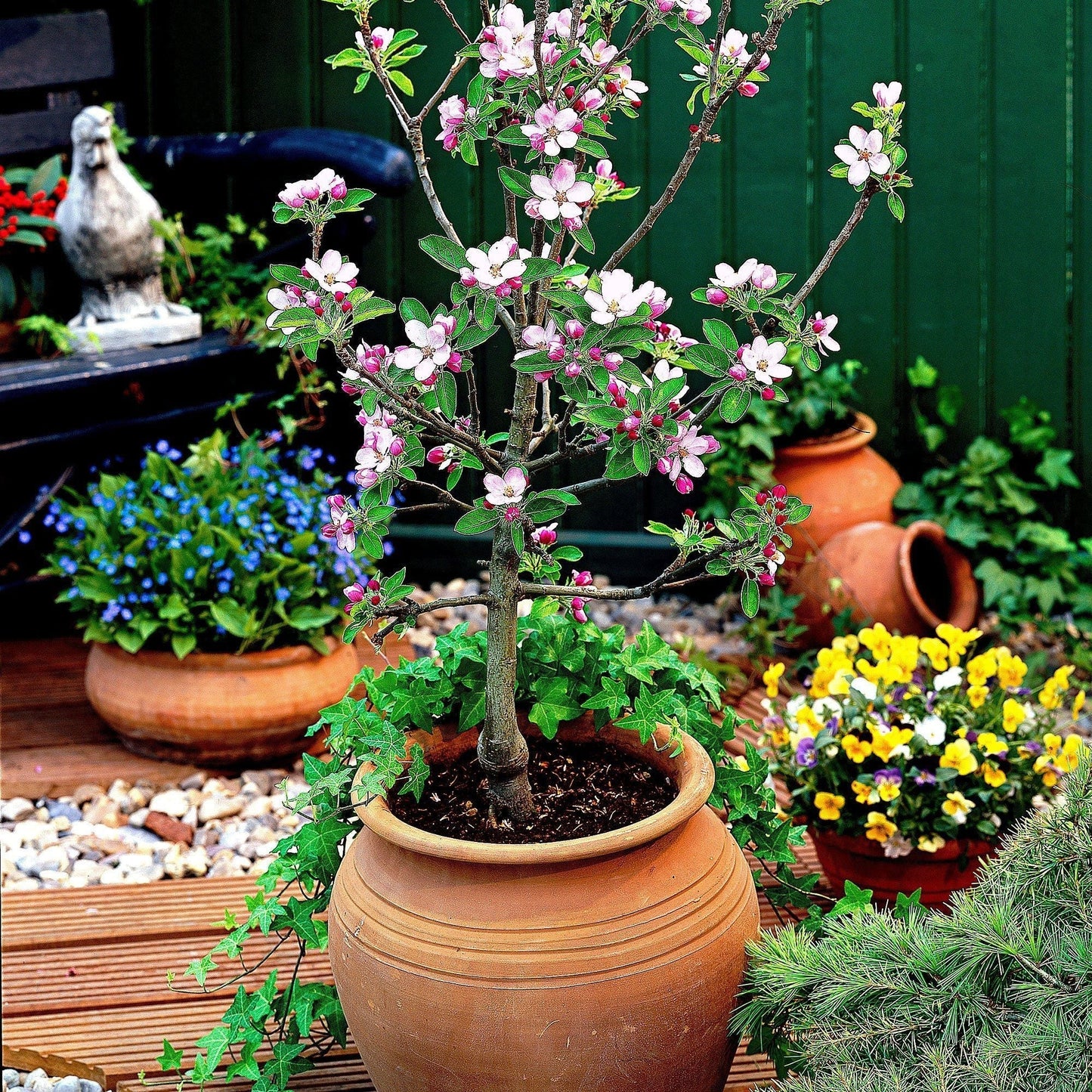 Scarlet Sentinel Columnar Apple Tree Seeds