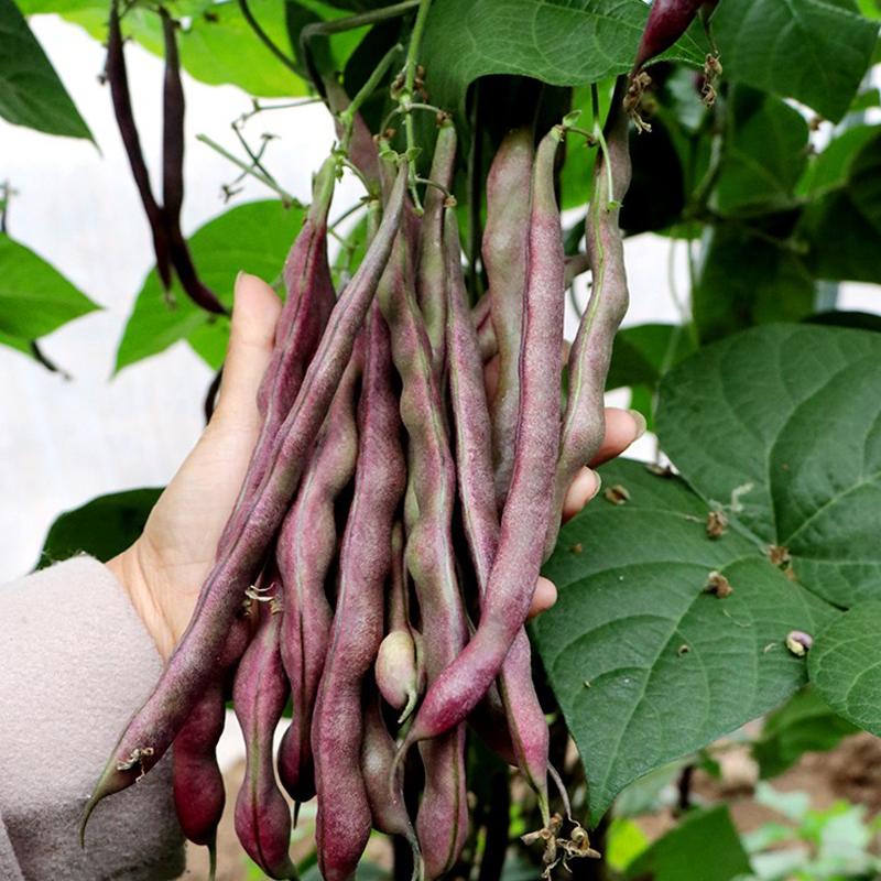 Purple  Kidney Beans Seeds, Purple Climbing Beans Seeds