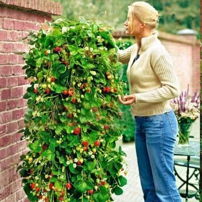 Climbing Strawberry Tree Seeds