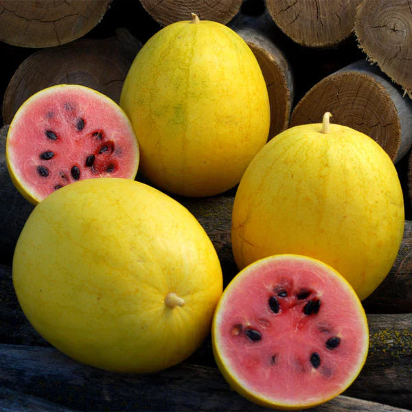 Watermelon, Red in Gold Hybrid, Golden Watermelons