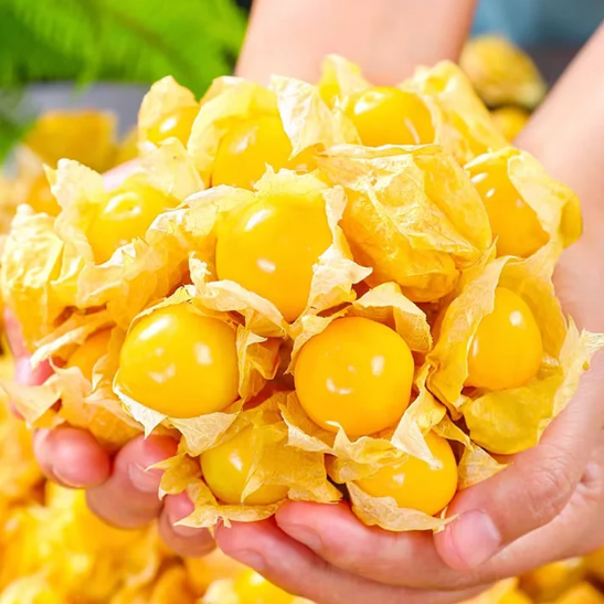 🍒Golden Berry Seeds Lantern Fruit Seeds—Golden Fruit