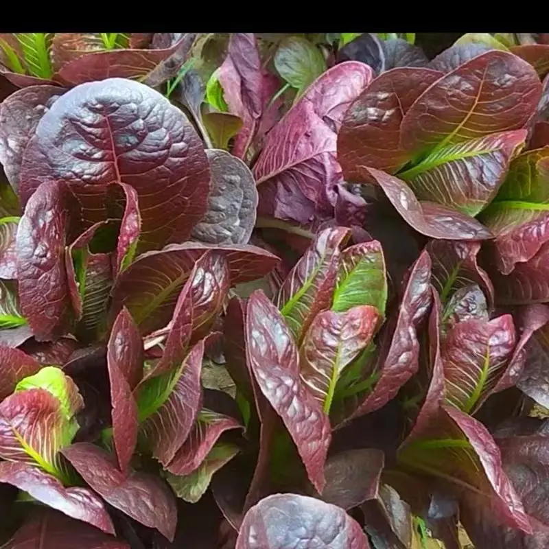 Coffee Leaf lettuce Seeds-Harvest Within 30 days-Fewer pests