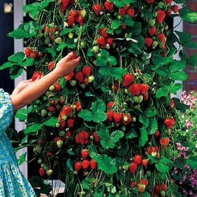 Climbing Strawberry Tree Seeds