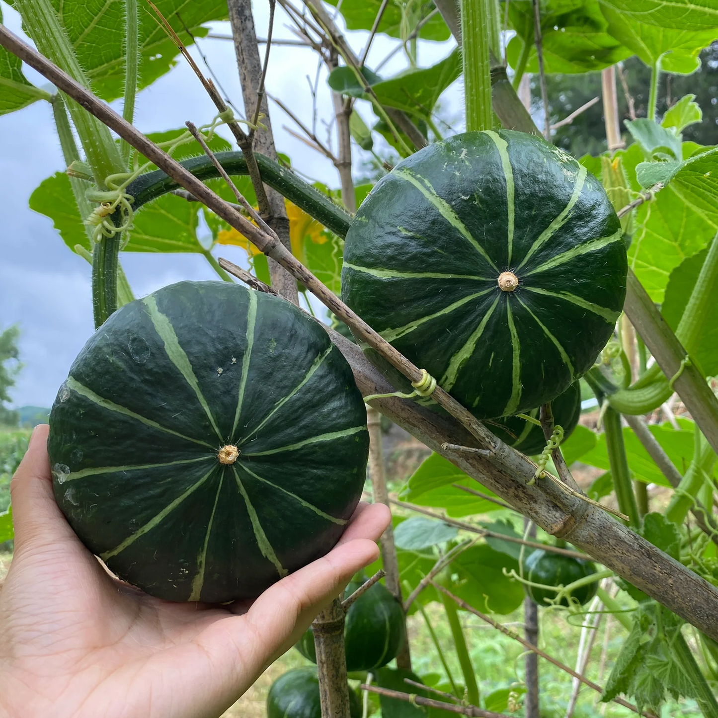 Beibei Pumpkin Seeds