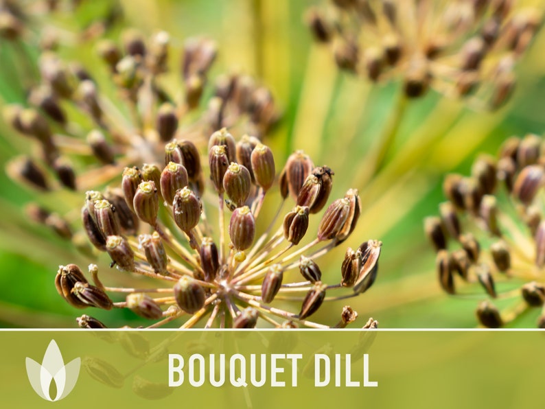 Bouquet Dill Heirloom Seeds - Non-GMO, Open Pollinated, Culinary Herb